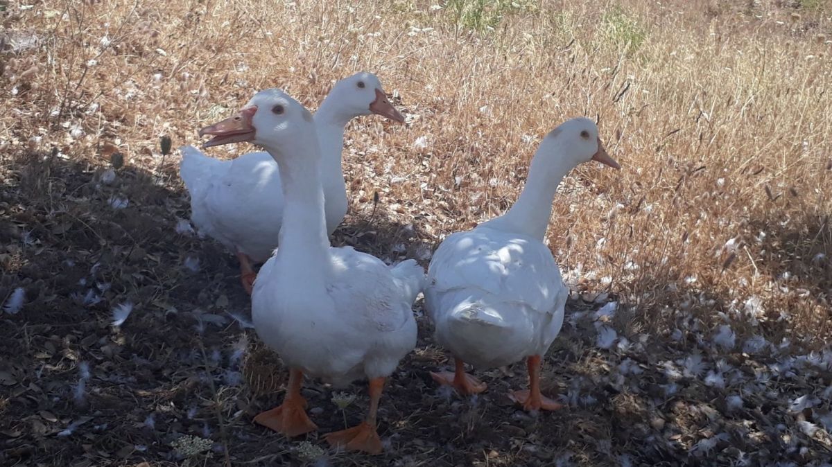 From dream to reality