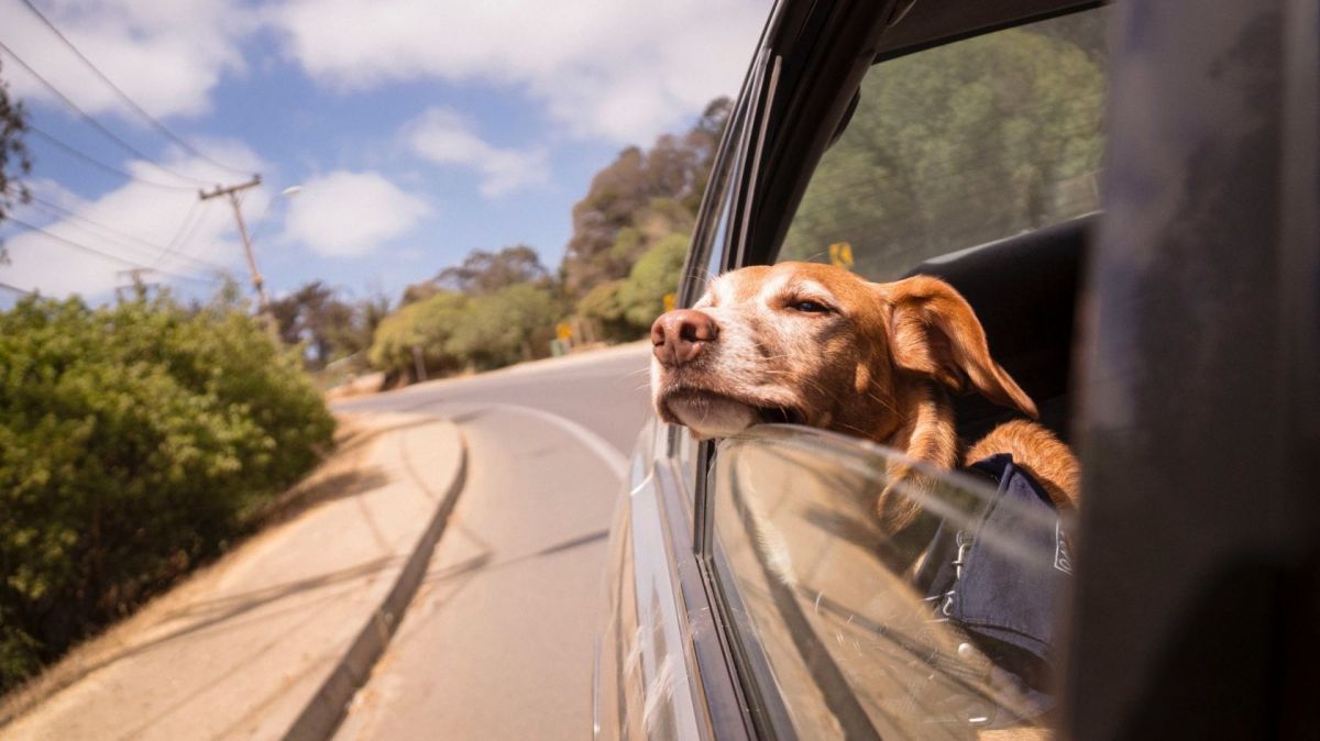 Travelling with Pets 