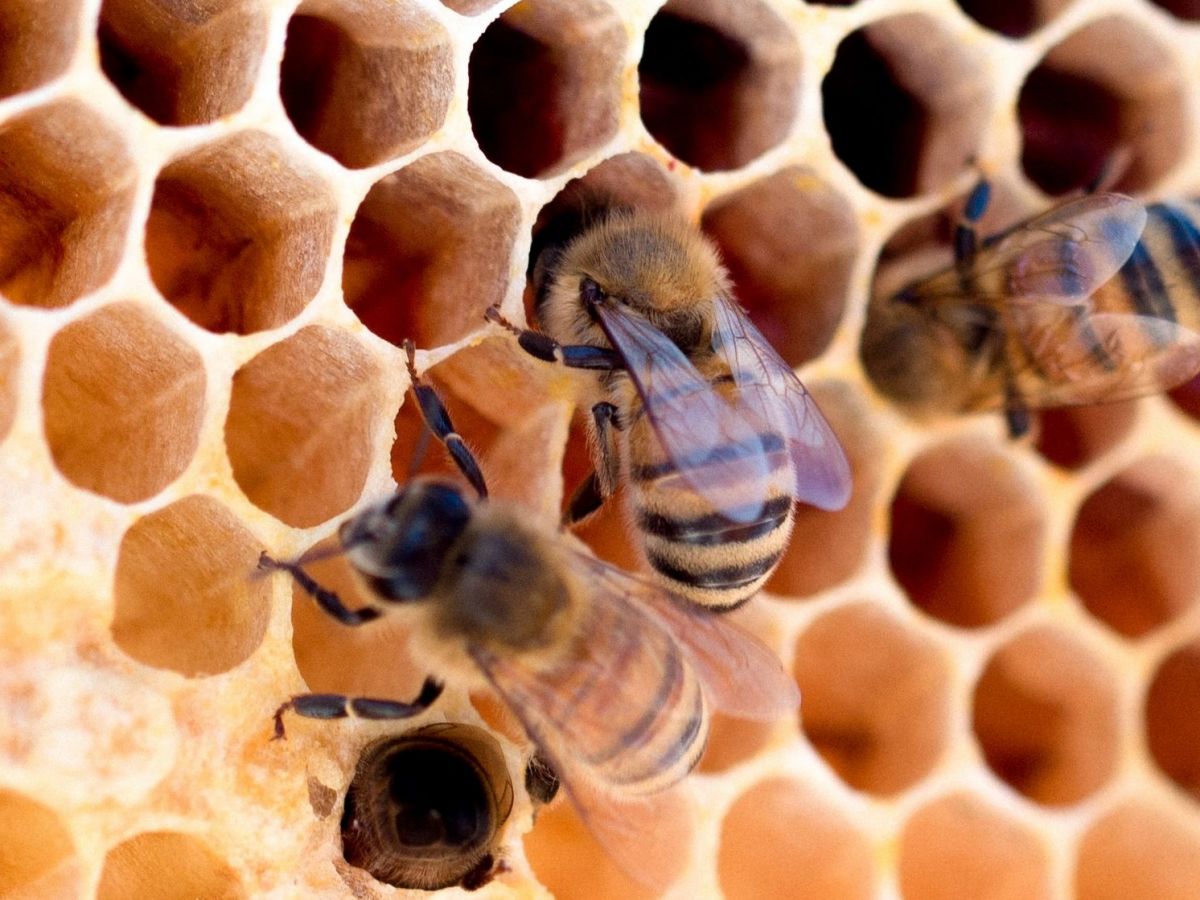Honey sector “immune” to pandemic