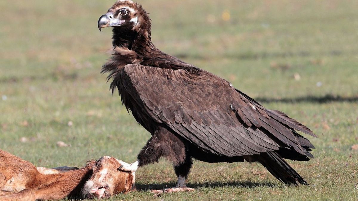 Black vulture returns to Douro