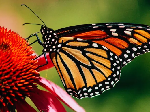 monarch-butterflies-boom-across-the-prairies-the-portugal-news